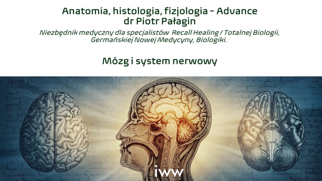 Anatomia, histologia, fizjologia – Advanced, Mózg i System Nerwowy, dr Piotr Pałagin