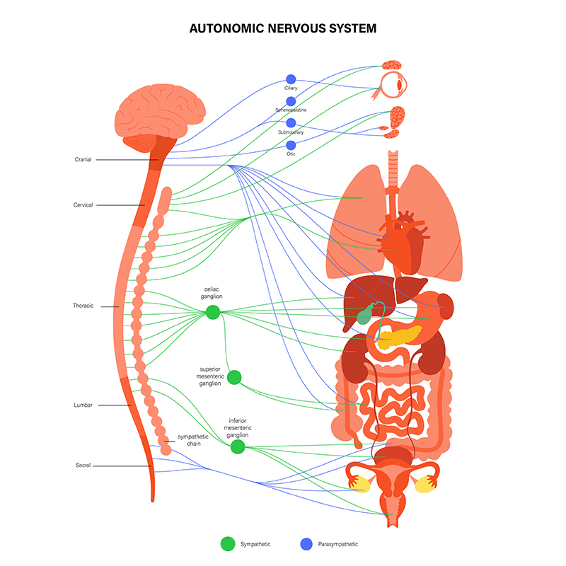 Autonomiczny układ nerwowy  – to nasz przyjaciel czy wróg? Dr Ałła Kutsenko